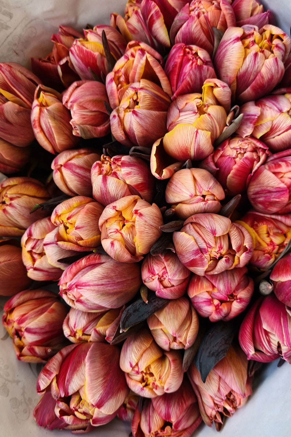 blumigo-tulpen-double-terracotta-pink-creme-gef-llt image 1