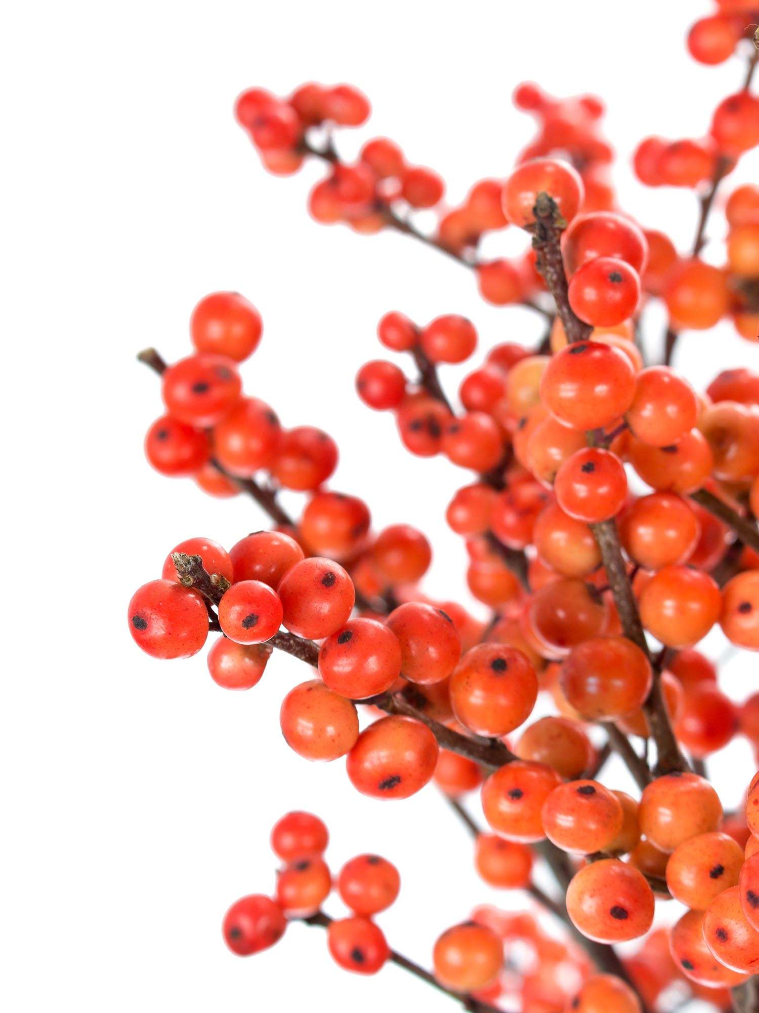 blumigo-zweige-ilex-oudj-orange-schnittzweig-orange image 1