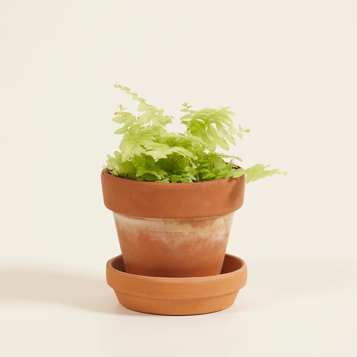 plnts-babyplnts-nephrolepis-blonde-schwertfarn-baby-10-cm image 6