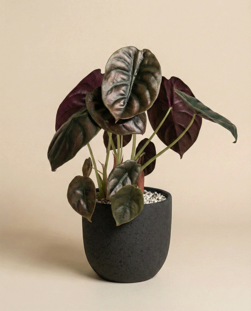 feey-variado-alocasia-red-secret-elefantenohr-topf-16 image 5