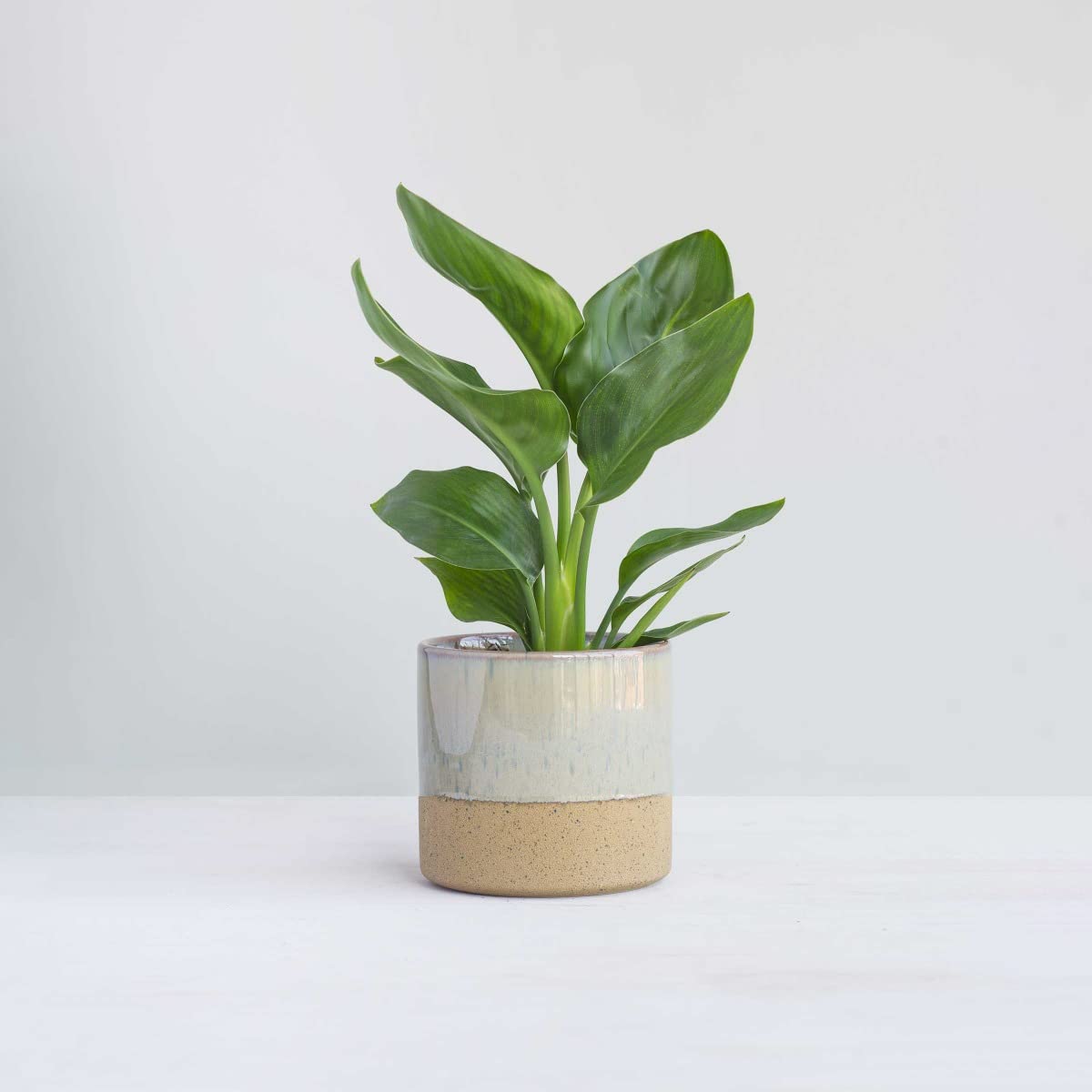 plnts-rareplnts-strelitzia-reginae-zimmerpflanze-30-cm-paradiesvogelblume image 7
