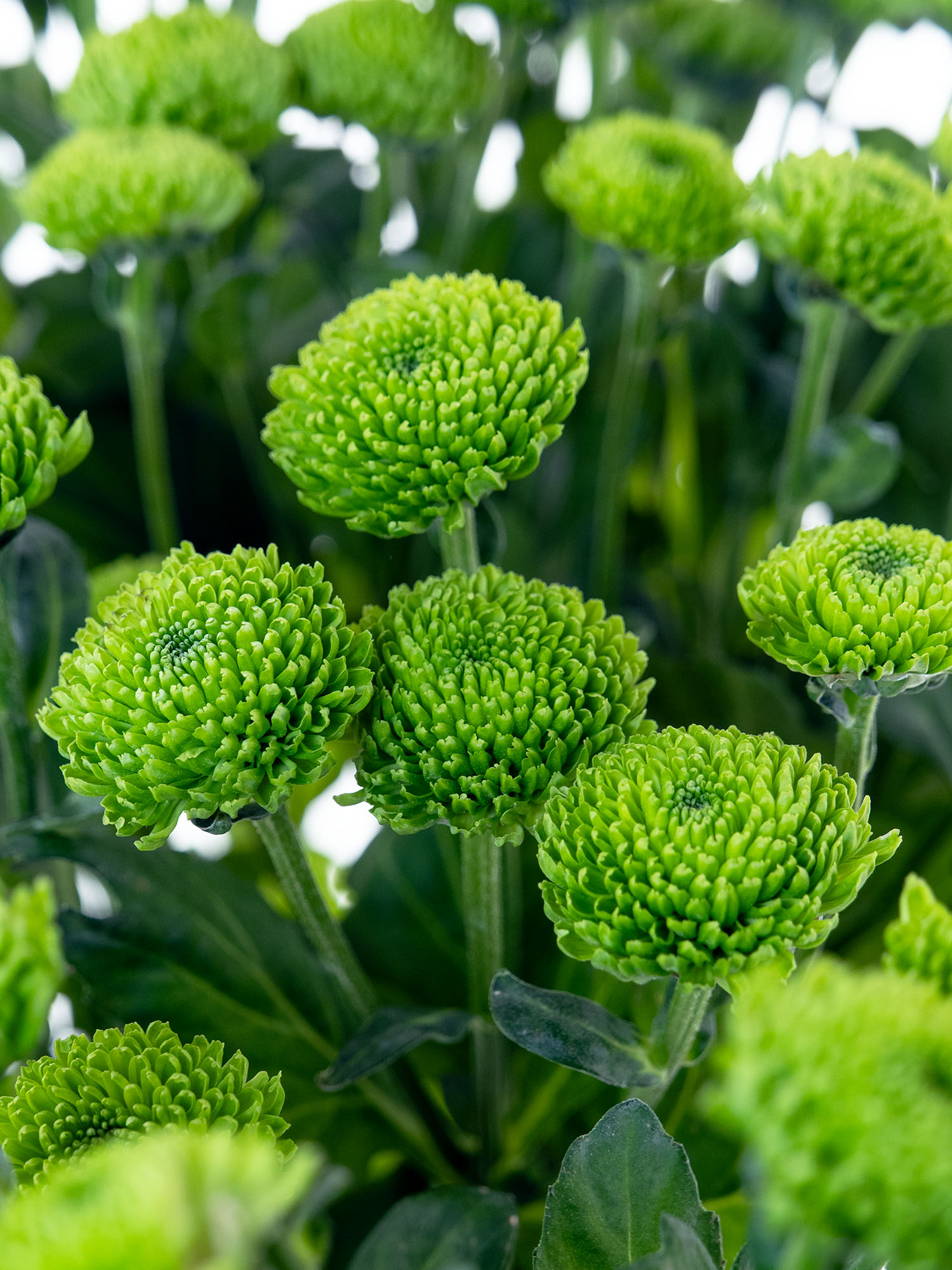 blumigo-chrysanthemen-santinis-palm-green-dark-gr-n image 2