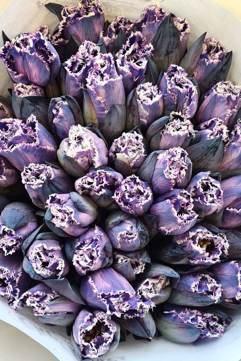 blumigo-tulpen-fringed-violet-schnittblumen-violett-grau image 1