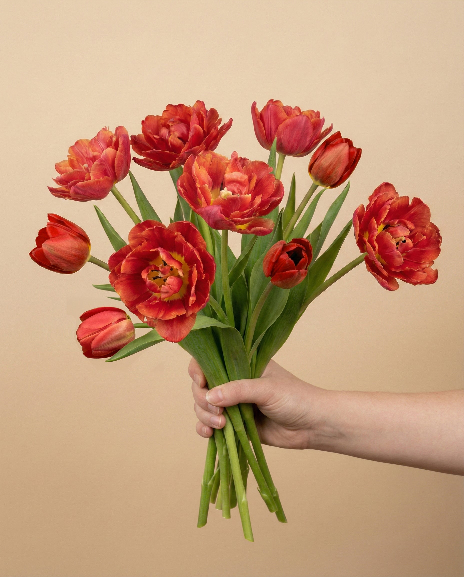 feey-rilio-tulpen-herzklopfen-10-stk-tiefrot-schnittblumen image 3
