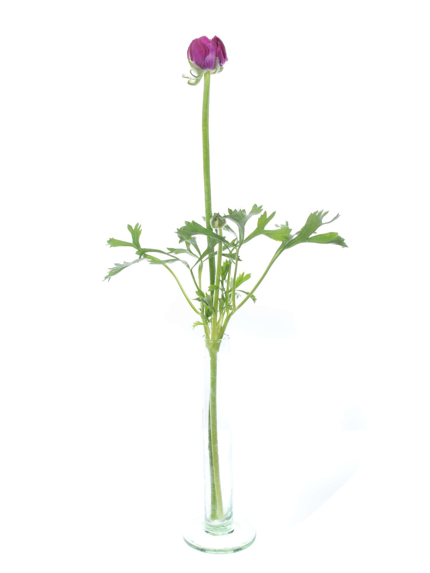 blumigo-ranunkeln-purple-jean-schnittblume-violett image 3