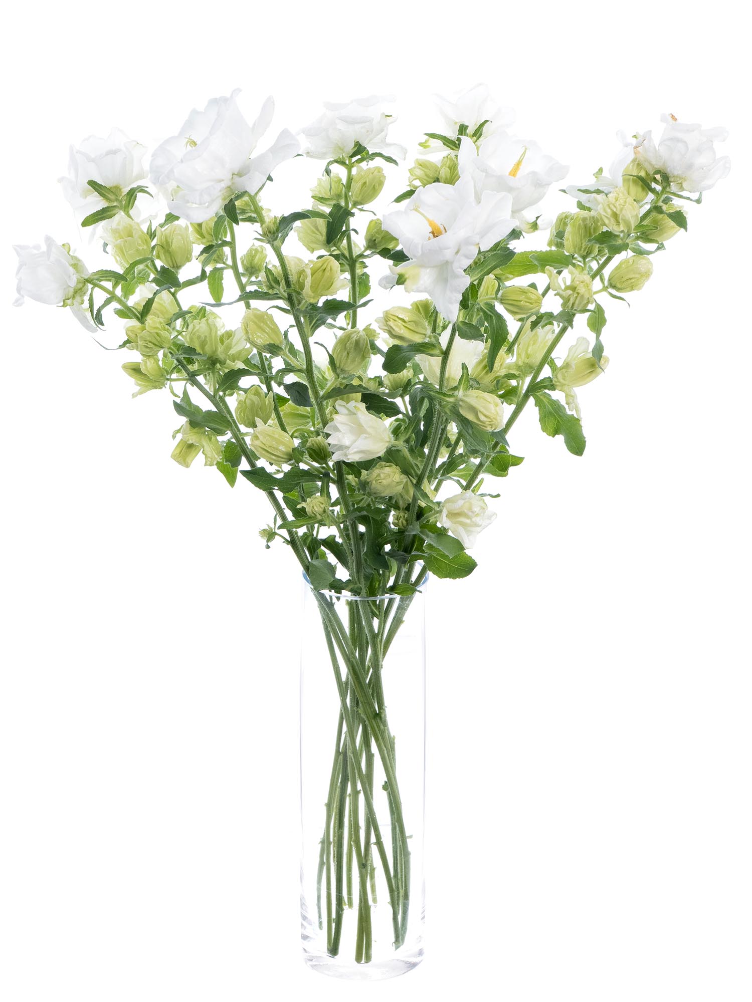 blumigo-glockenblumen-champion-white-schnittblume-wei image 2