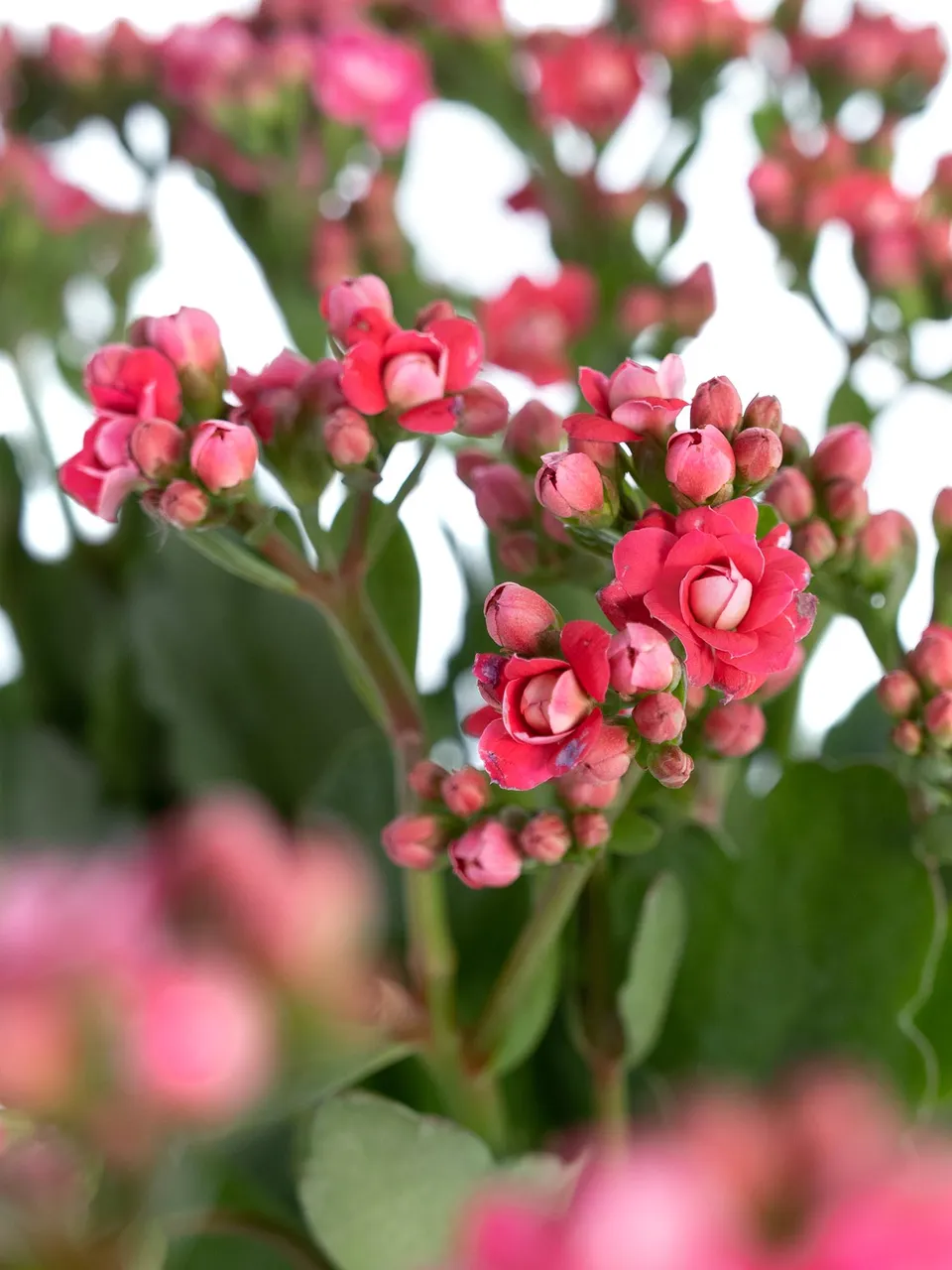 blumigo-blattwerk-kalanchoe-pink-meadow-bindegr-n-pink image 1