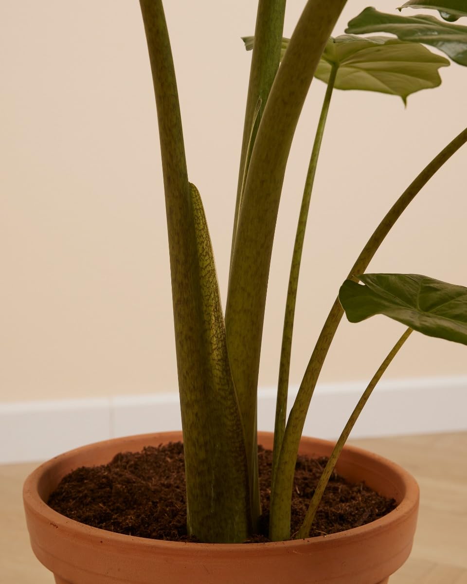 plnts-rareplnts-alocasia-portodora-zimmerpflanze-70-cm-gr-n image 4