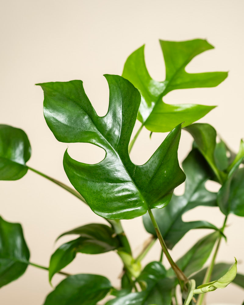 feey-variado-monstera-minima-zimmerpflanze-ohne-bertopf image 2