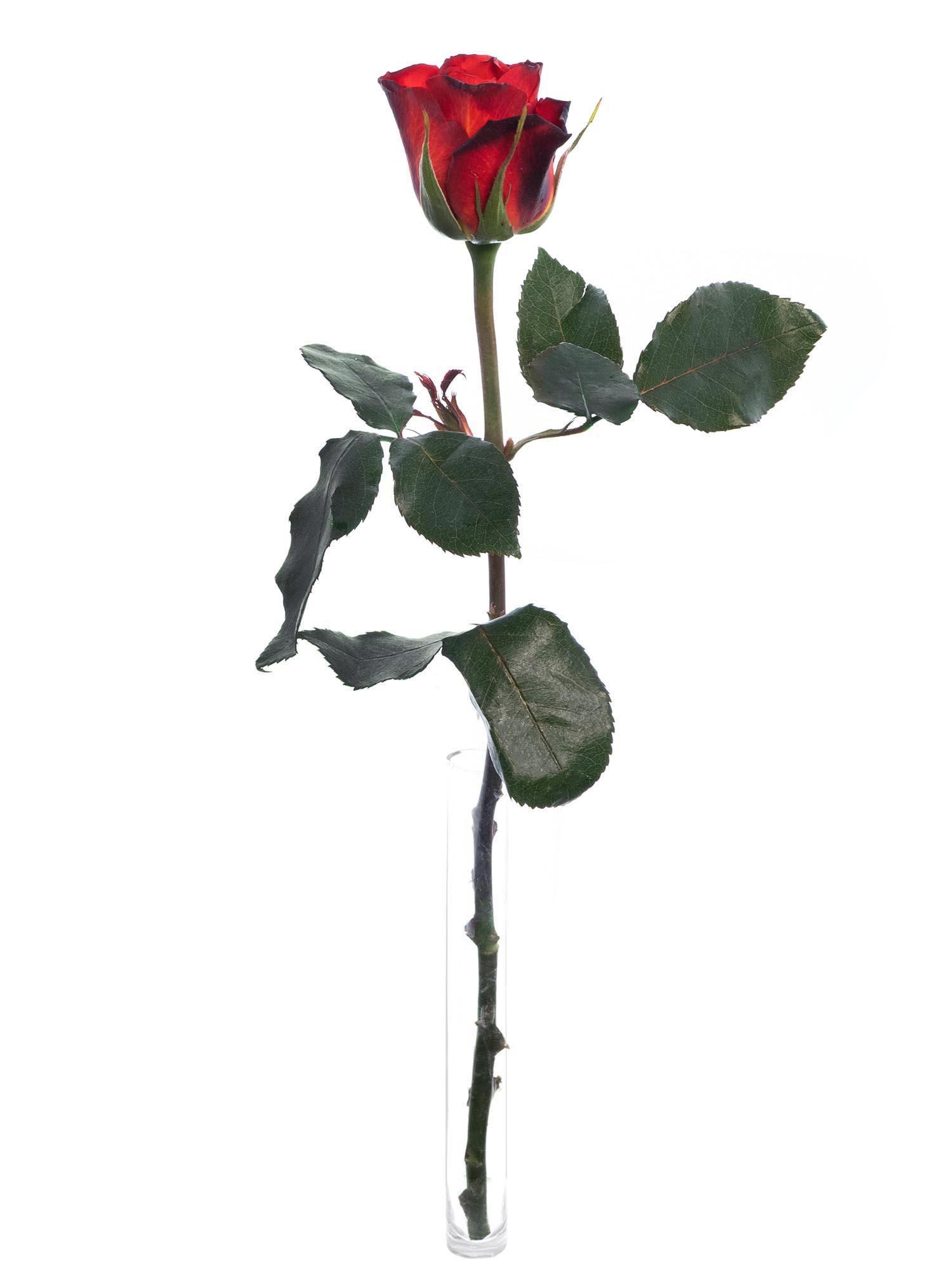 blumigo-rosen-fiorella-schnittrose-orange-rot image 3