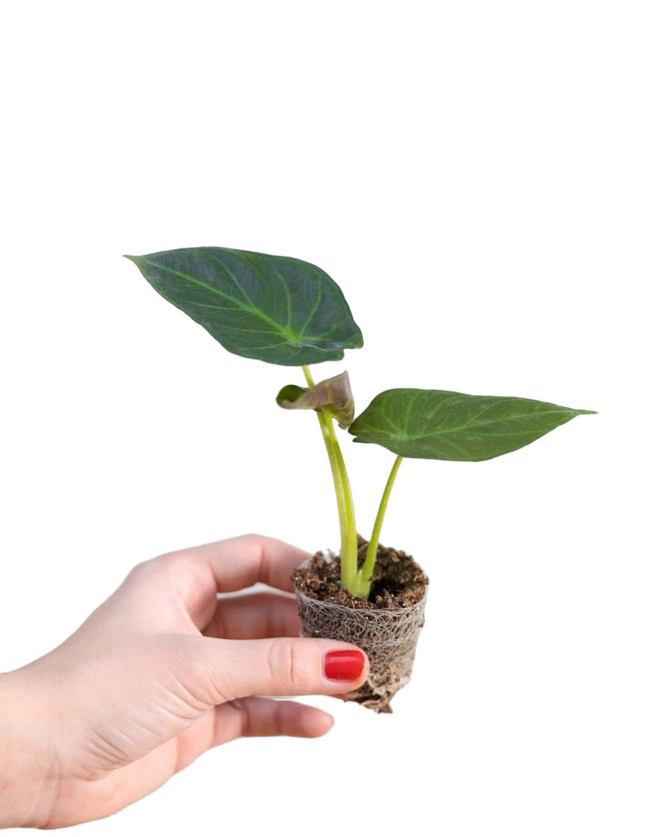 plnts-babyplnts-alocasia-regal-shield-zimmerpflanze-12-cm-dunkelgr-n image 1