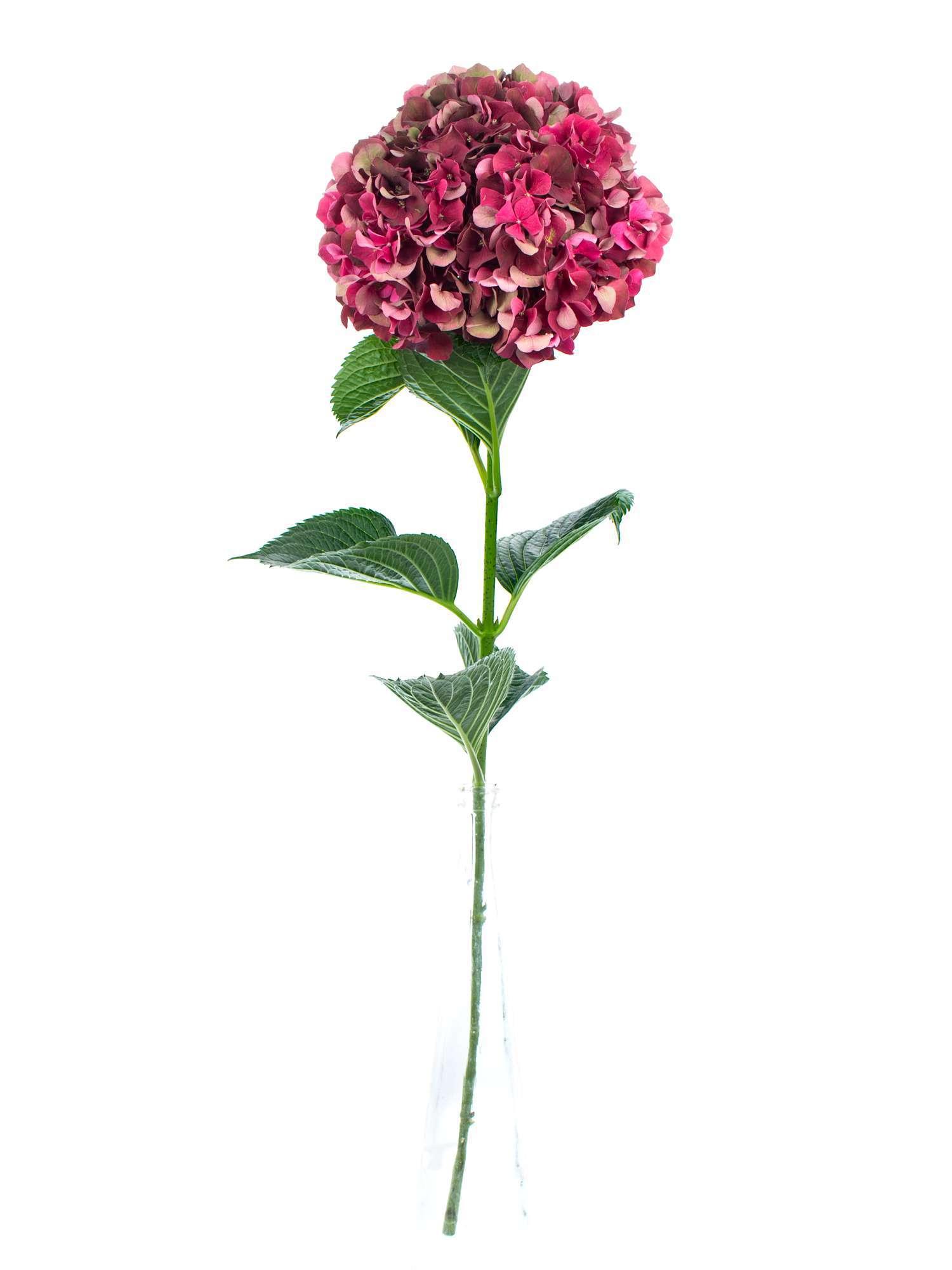 blumigo-hortensien-magical-ruby-red-classic-dunkelrote-hortensie-stiel image 2