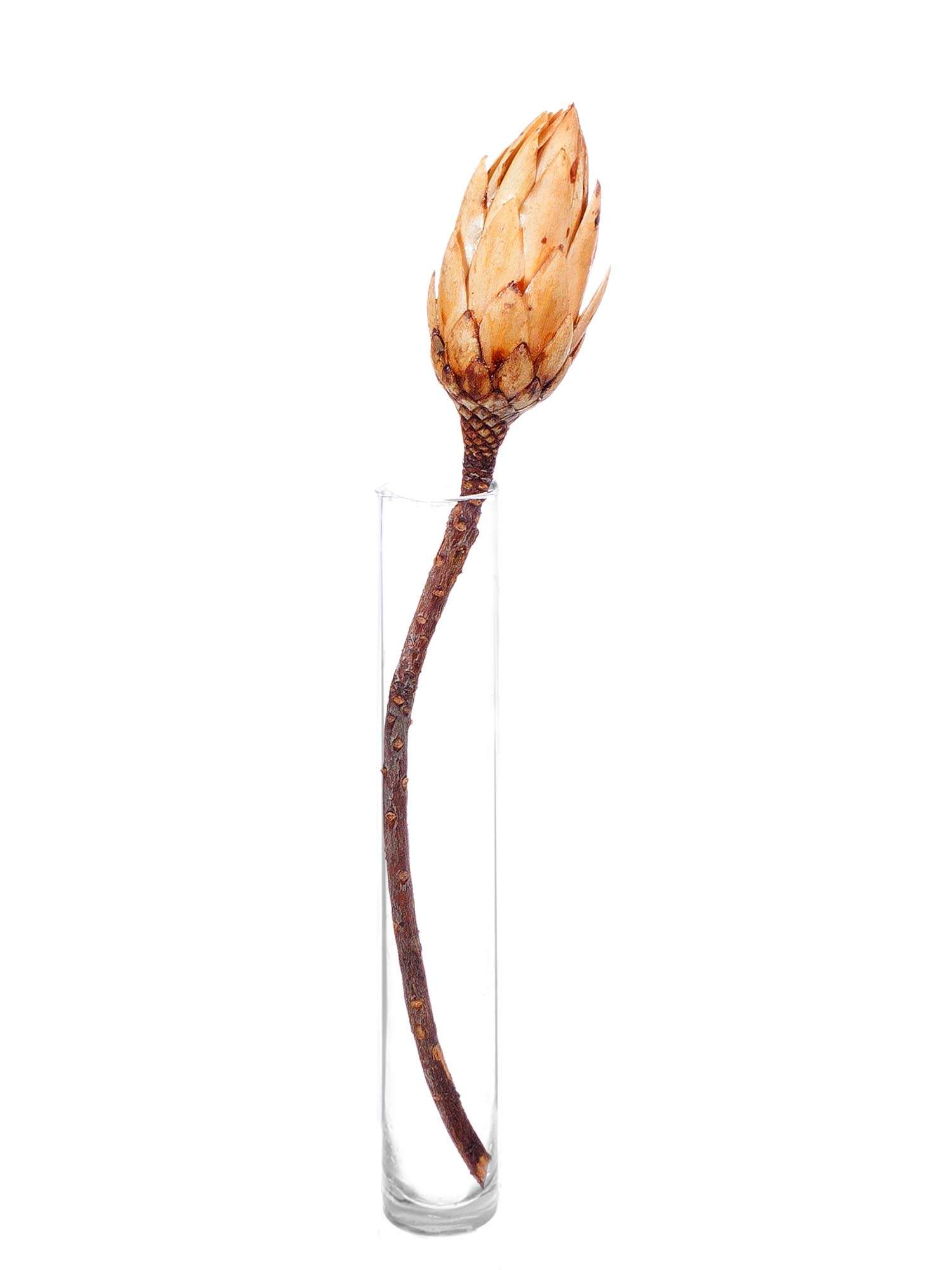 blumigo-protea-repens-trockenblumen-natur-3-st-ck-creme image 3