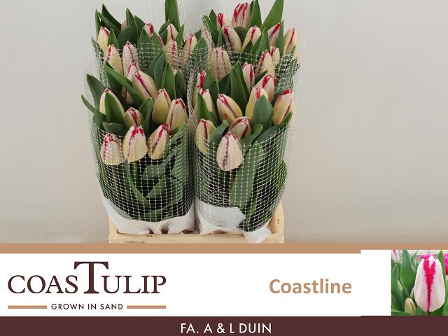 blumigo-coastline-franz-sische-tulpen-pink-wei image 1