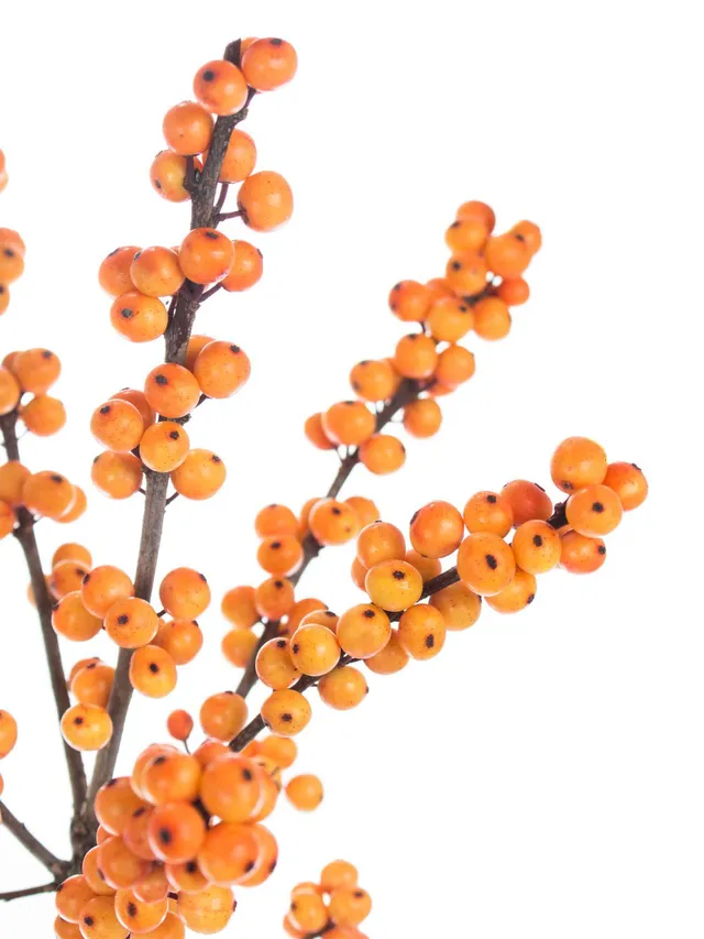 blumigo-gresgold-ilex-zweige-orange-beerenzweige image 1
