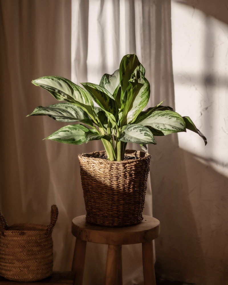 feey-variado-aglaonema-silver-bay-zimmerpflanze-ohne-bertopf image 4