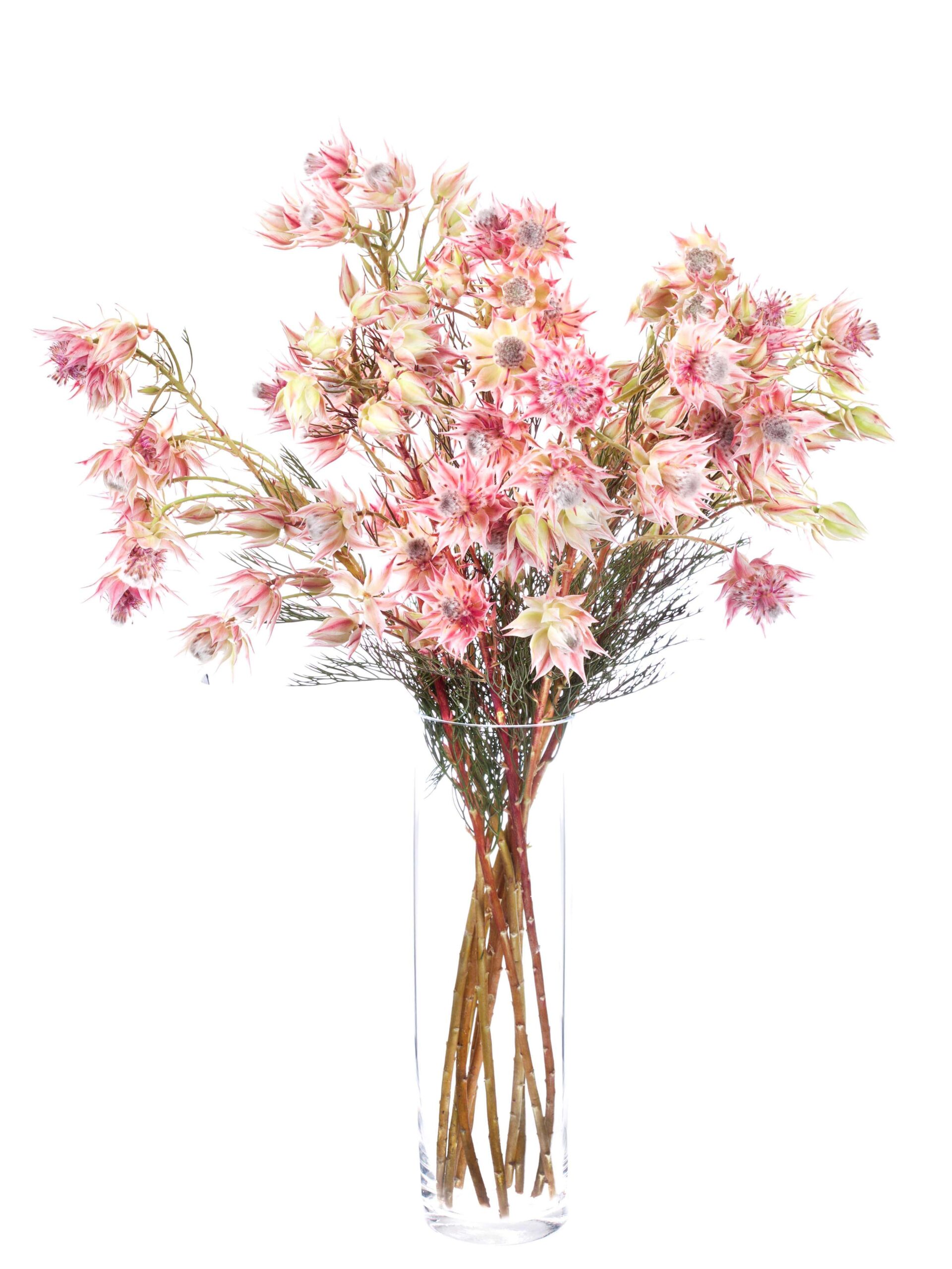 blumigo-blushing-bride-serruria-protee-pink-creme-frisch image 2