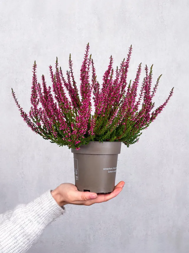 blumigo-herbstdeko-heide-im-topf-topfpflanze-pink image 1
