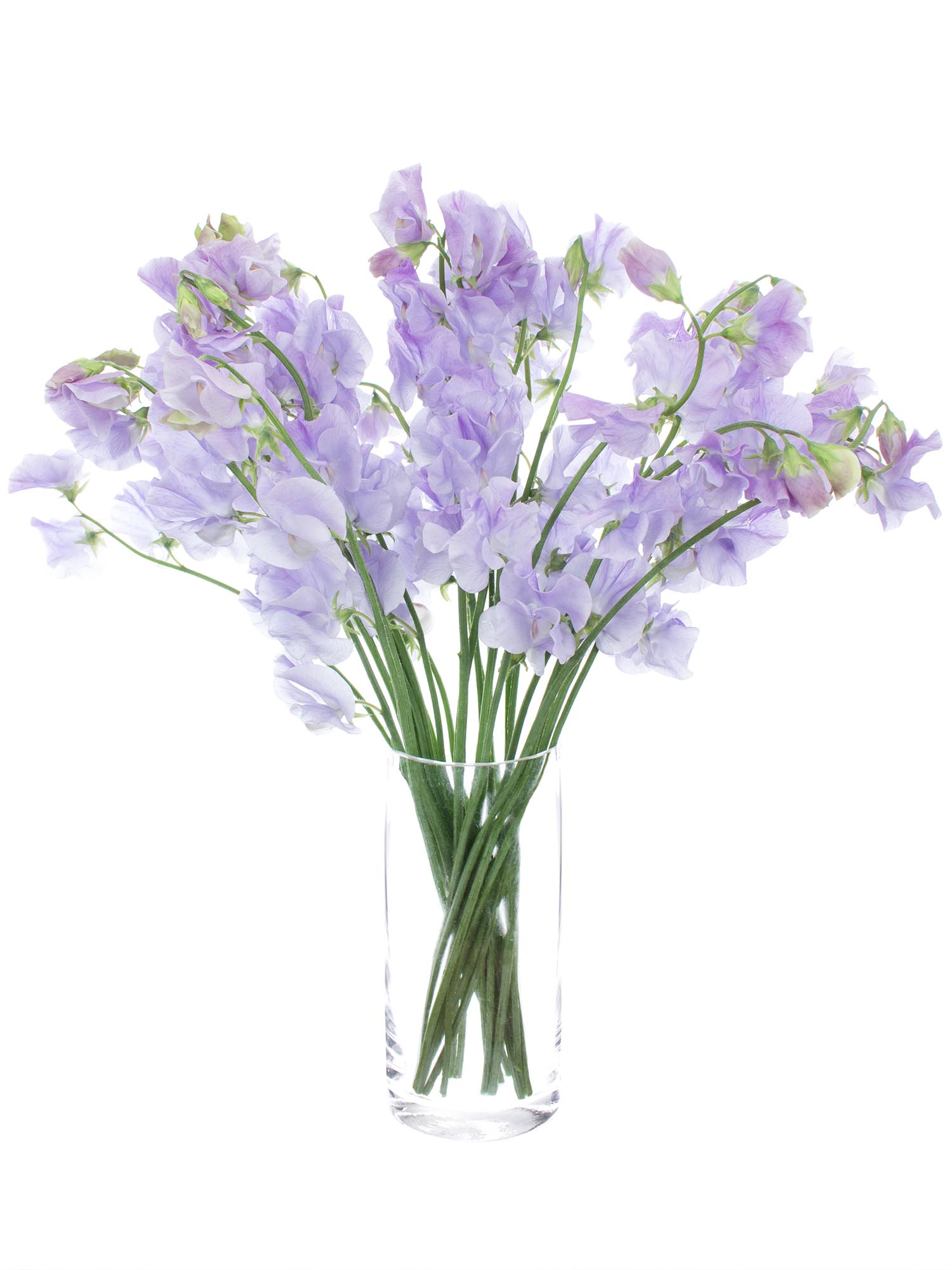 blumigo-wicken-sunshine-lavender-violette-schnittblumen-1-stiel image 2