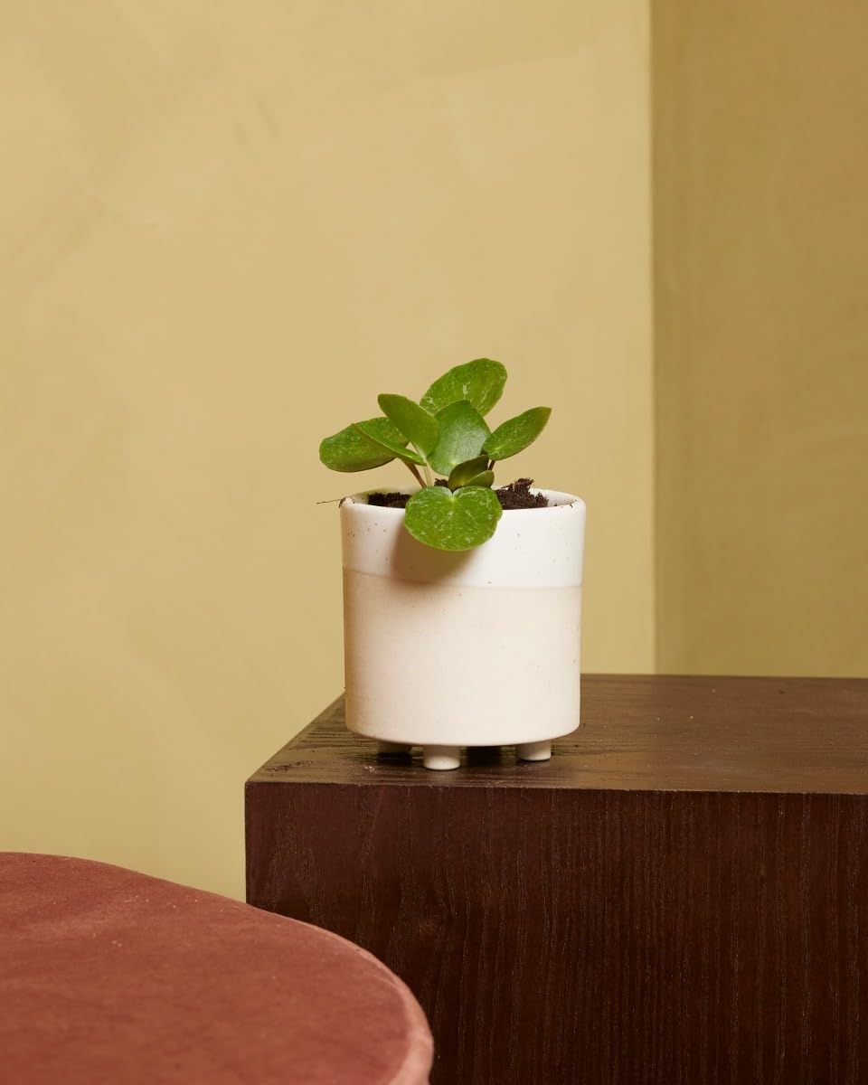plnts-babyplnts-pilea-peperomioides-sugar-ufopflanze-15-cm image 5