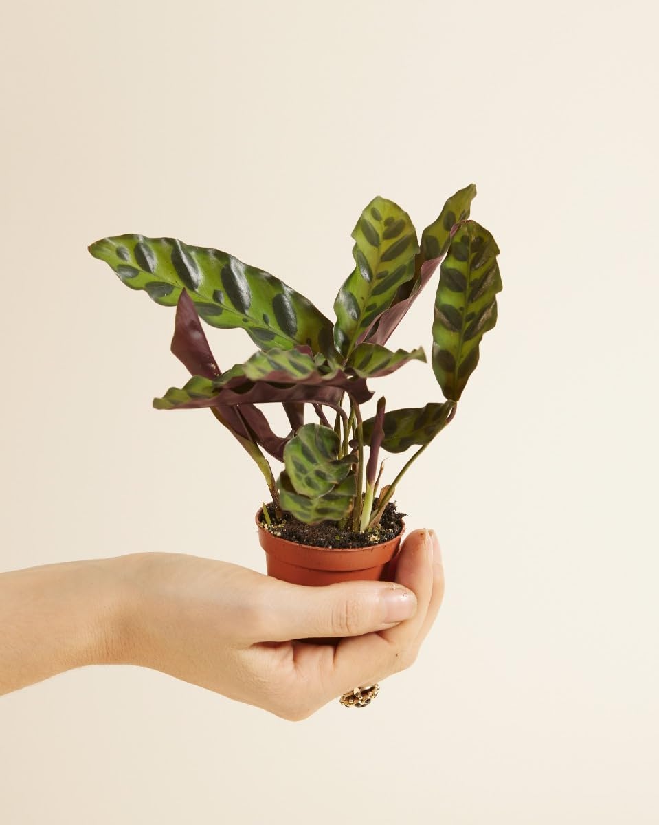 plnts-babyplnts-calathea-lancifolia-zimmerpflanze-15cm image 2