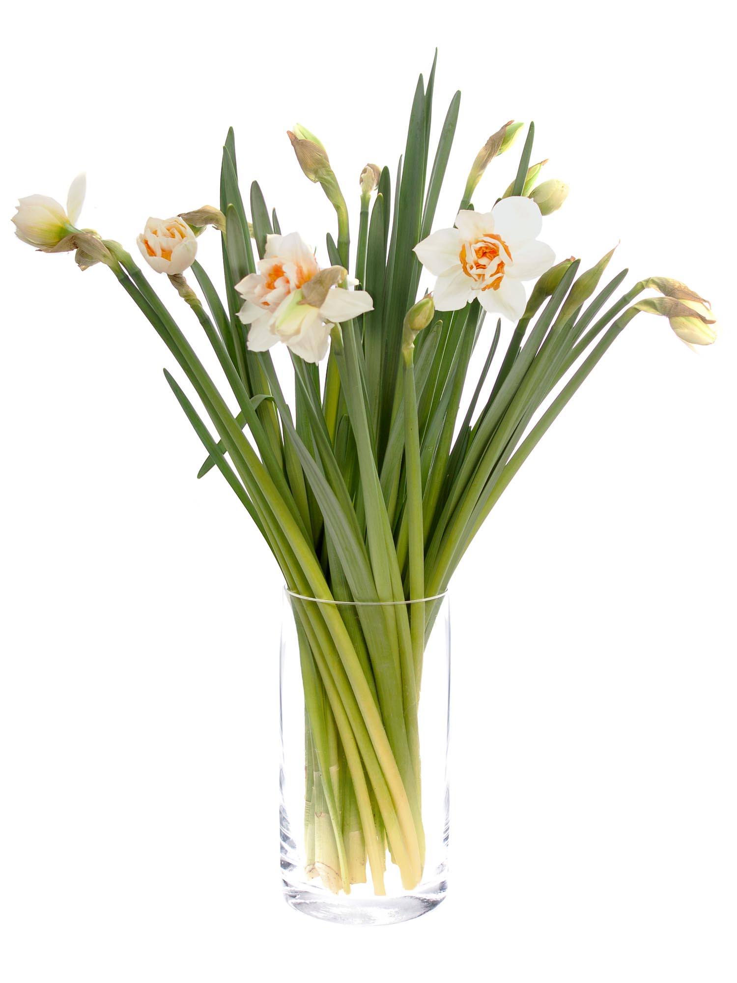 blumigo-fr-hlingsknollen-wedding-bell-narzissen-wei-orange image 2