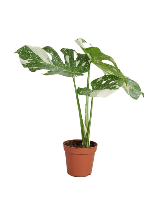 plnts-rareplnts-monstera-thai-constellation-fensterblatt-60cm image 7