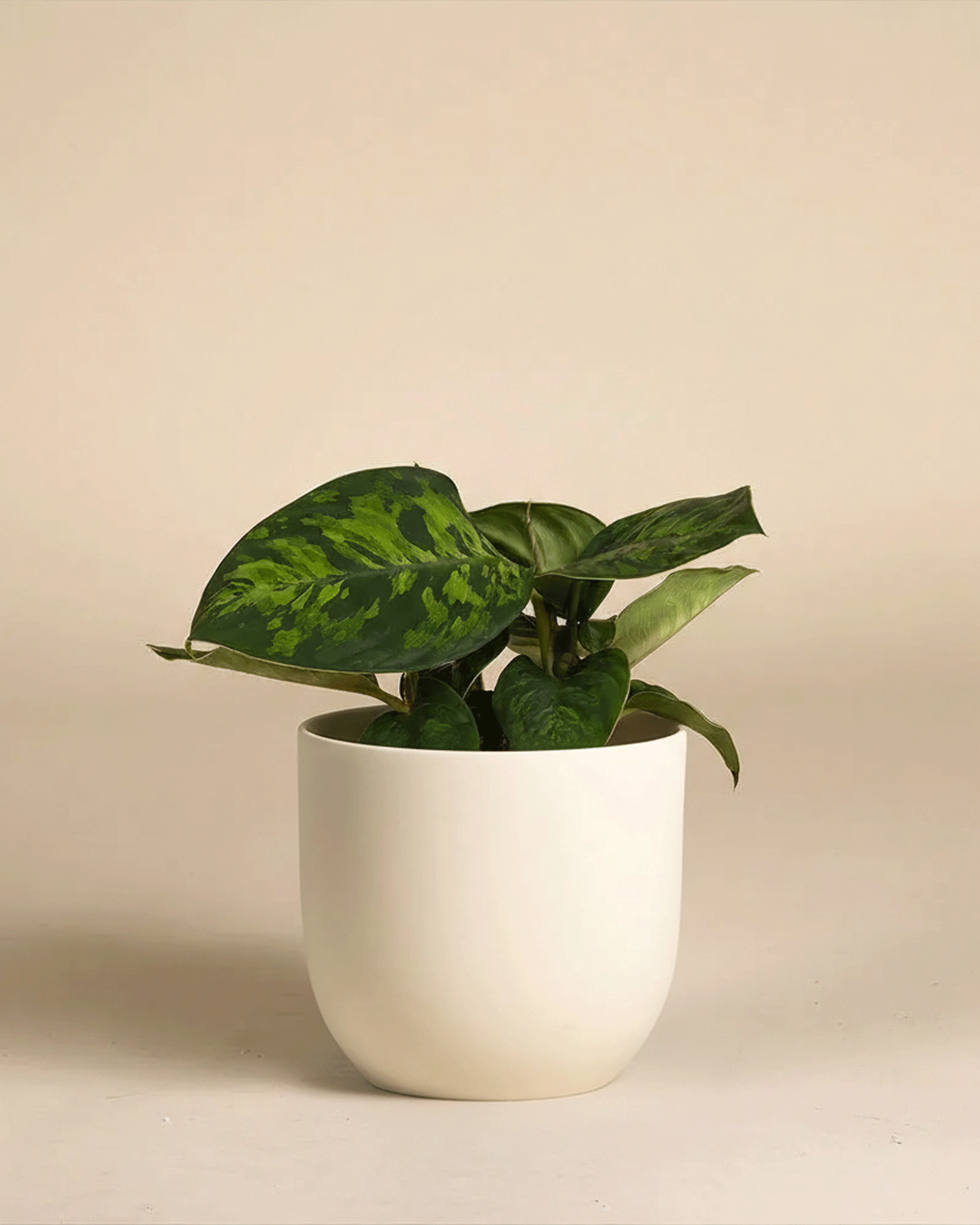 feey-variado-homalomena-camouflage-zimmerpflanze-14cm image 6