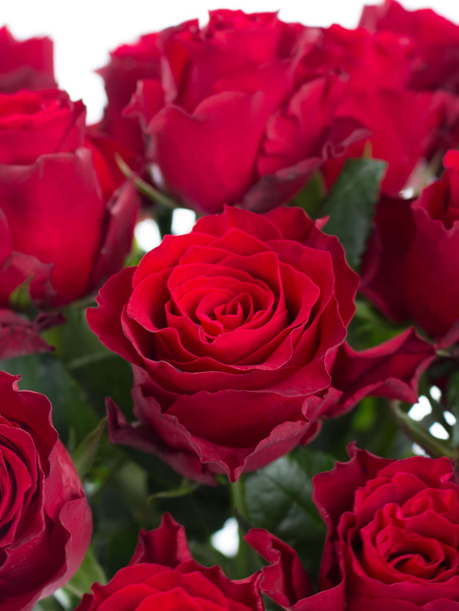 blumigo-rosen-rhodos-rot-extralang-schnittrosen-frisch image 1