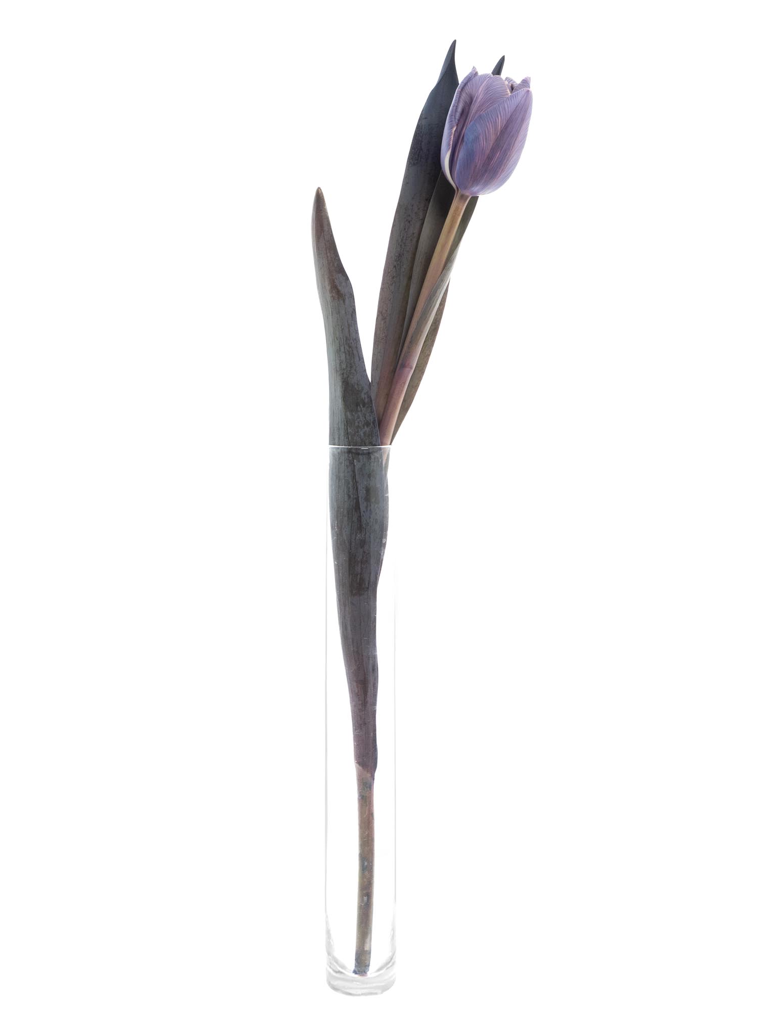 blumigo-tulpen-double-violet-grau-violett-gef-llt image 7