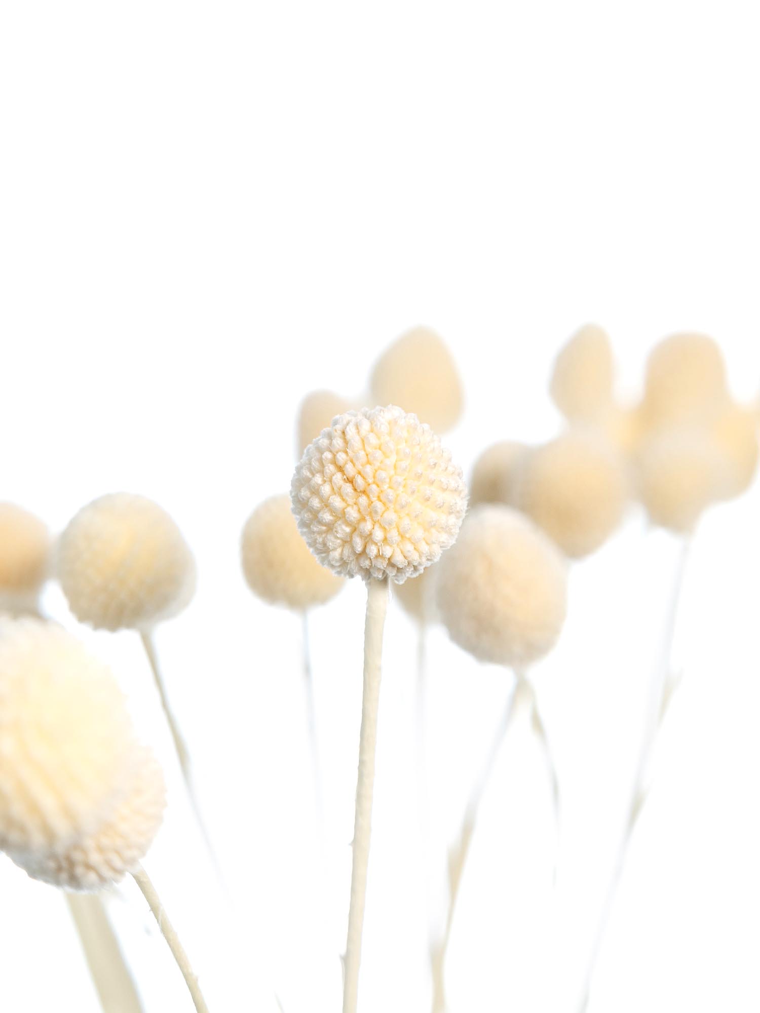 blumigo-trockenblumen-craspedia-trommelst-cke-wei-creme image 1