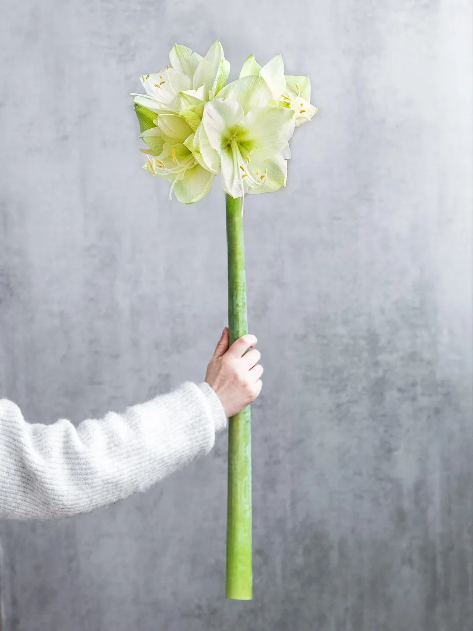 blumigo-amaryllis-casablanca-wei-schnittblume-winter image 1