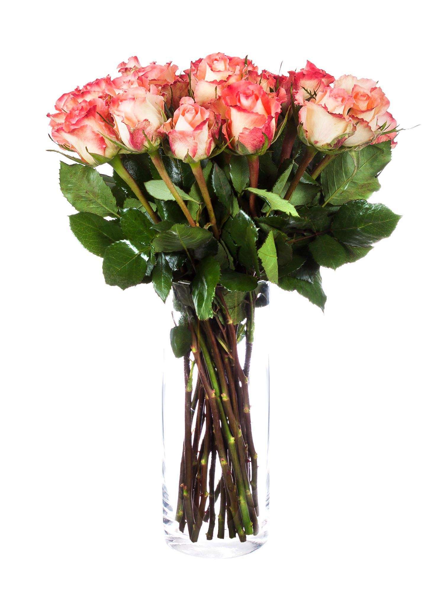 blumigo-rosen-duett-creme-pink-schnittblume image 2