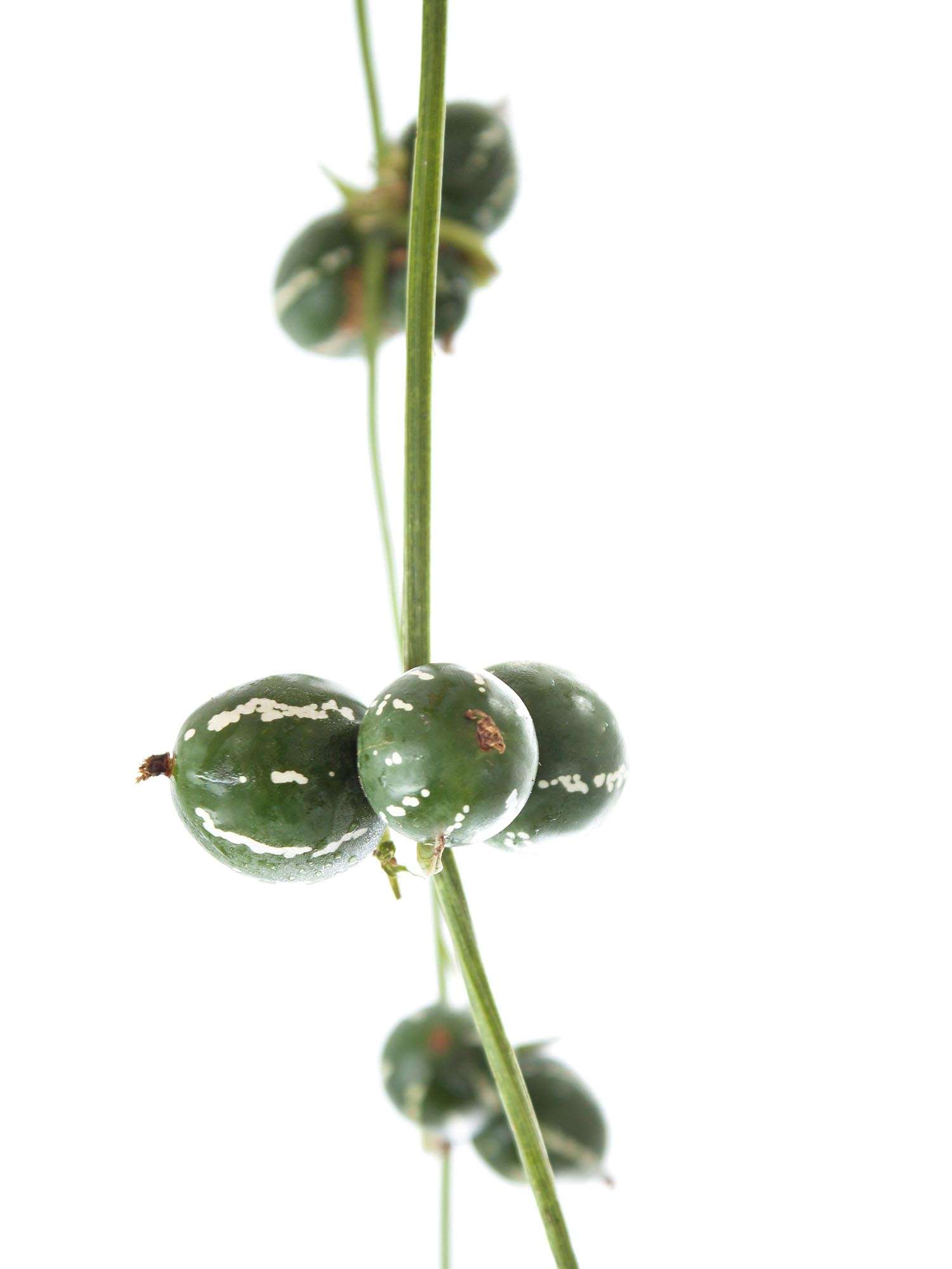blumigo-blattwerk-diplocyclos-palmatus-ranke-gr-n-frisch image 2