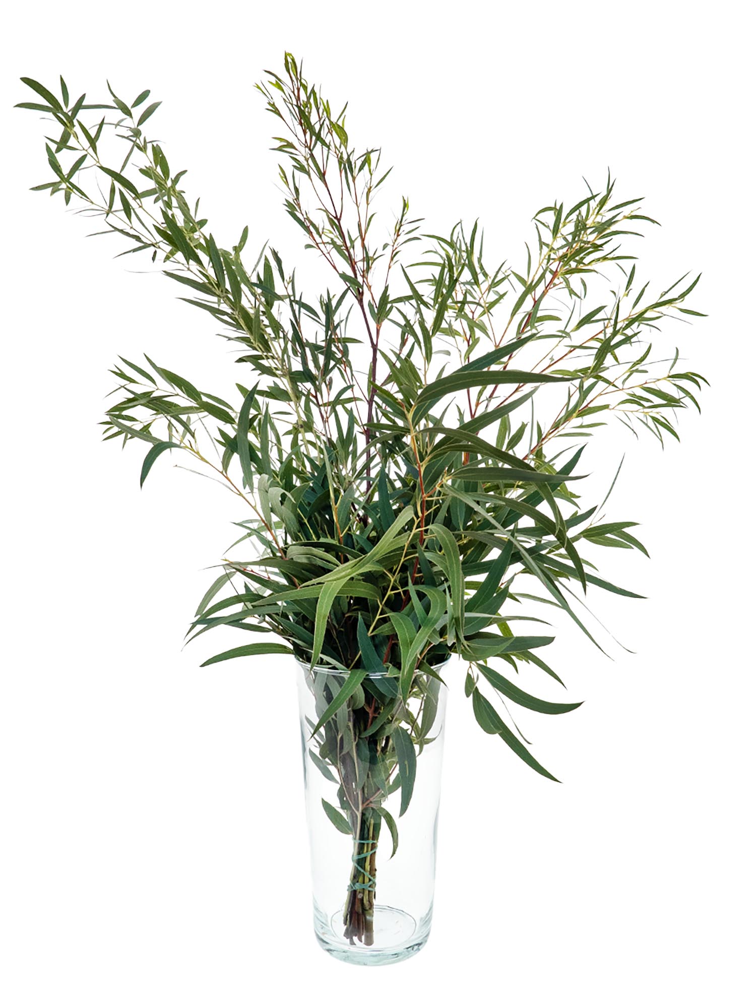blumigo-eukalyptus-nicoli-gr-n-bund-frische-schnittblumen image 3