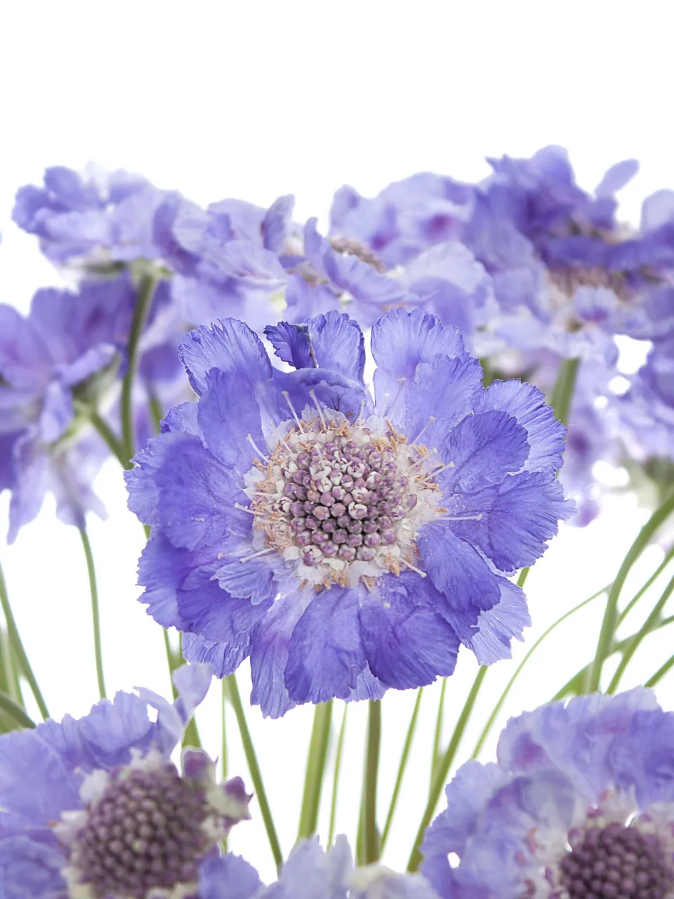 blumigo-skabiosen-staefa-schnittblumen-hellblau image 1