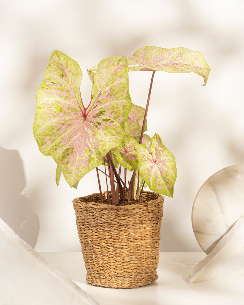 feey-variado-caladium-seafoam-pink-zimmerpflanze-ohne-bertopf image 8