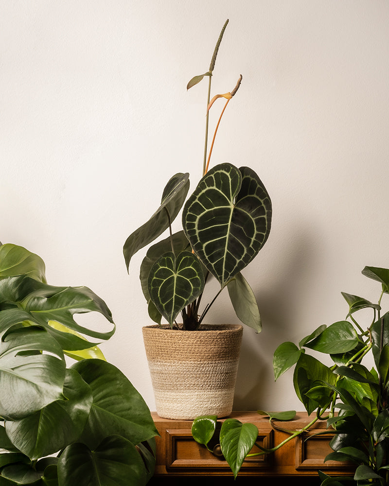 feey-variado-lapis-pflanzenkorb-jute-18-cm-natur image 4