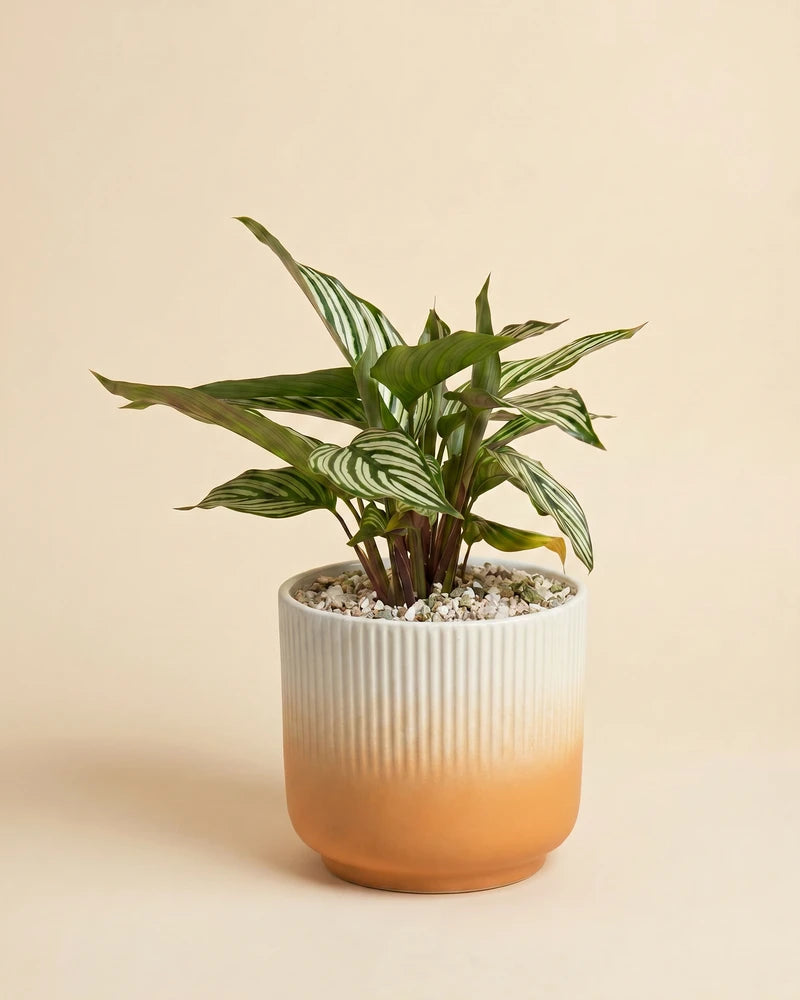 feey-variado-calathea-vittata-korbmarante-tierfreundlich image 7
