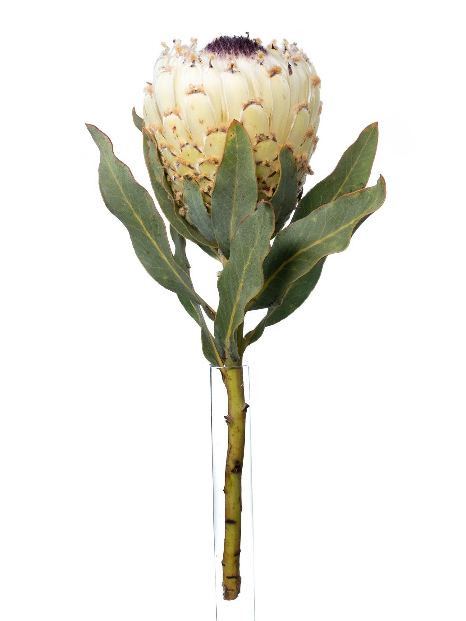blumigo-proteen-ice-queen-protea-wei-schwarz image 3