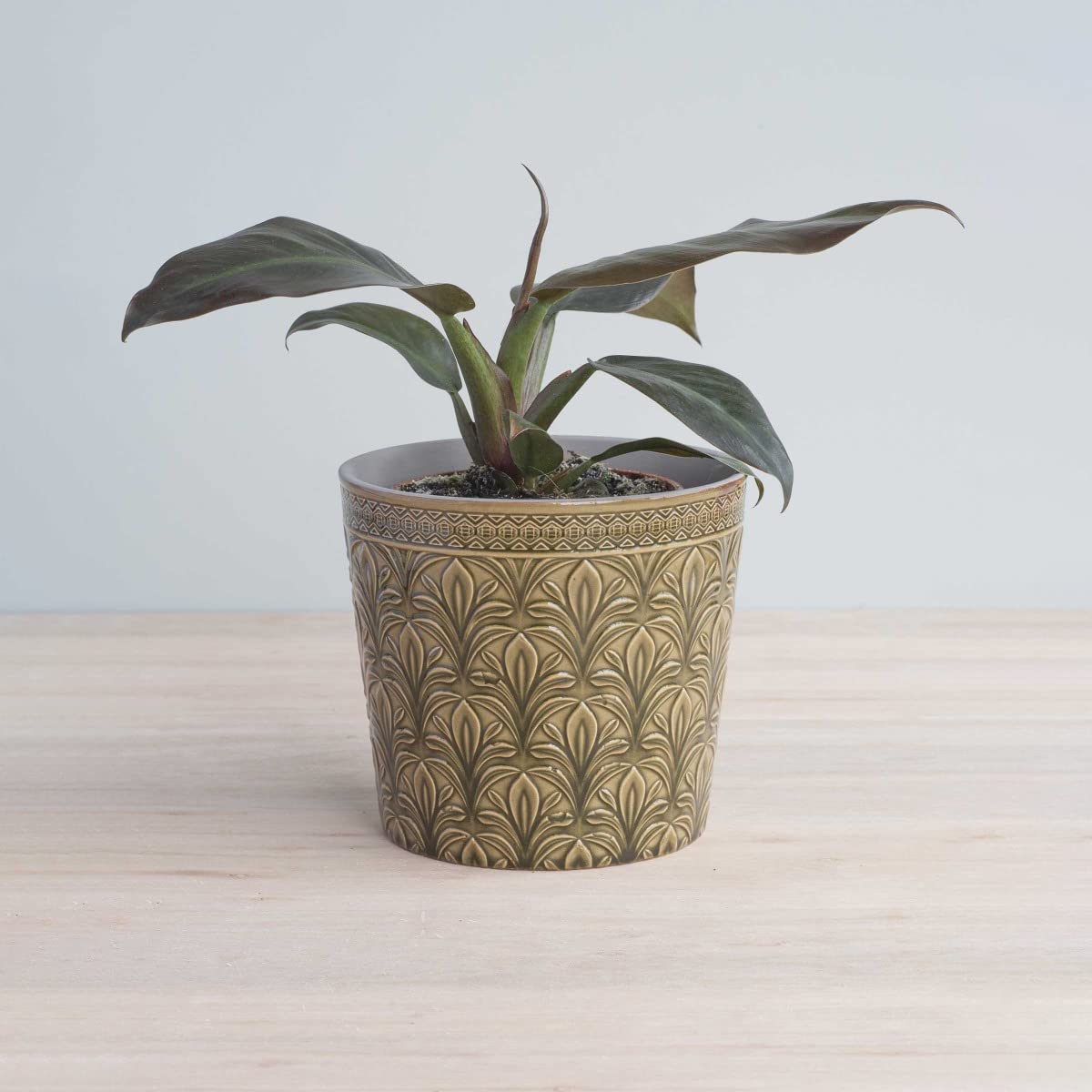 plnts-rareplnts-philodendron-imperial-red-zimmerpflanze-30-cm-rot image 8