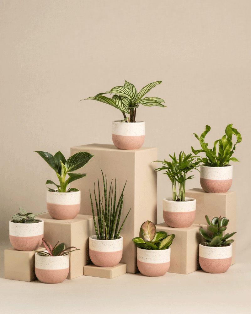 feey-variado-baby-blumentopf-set-gr-n-9-stk-keramik image 2