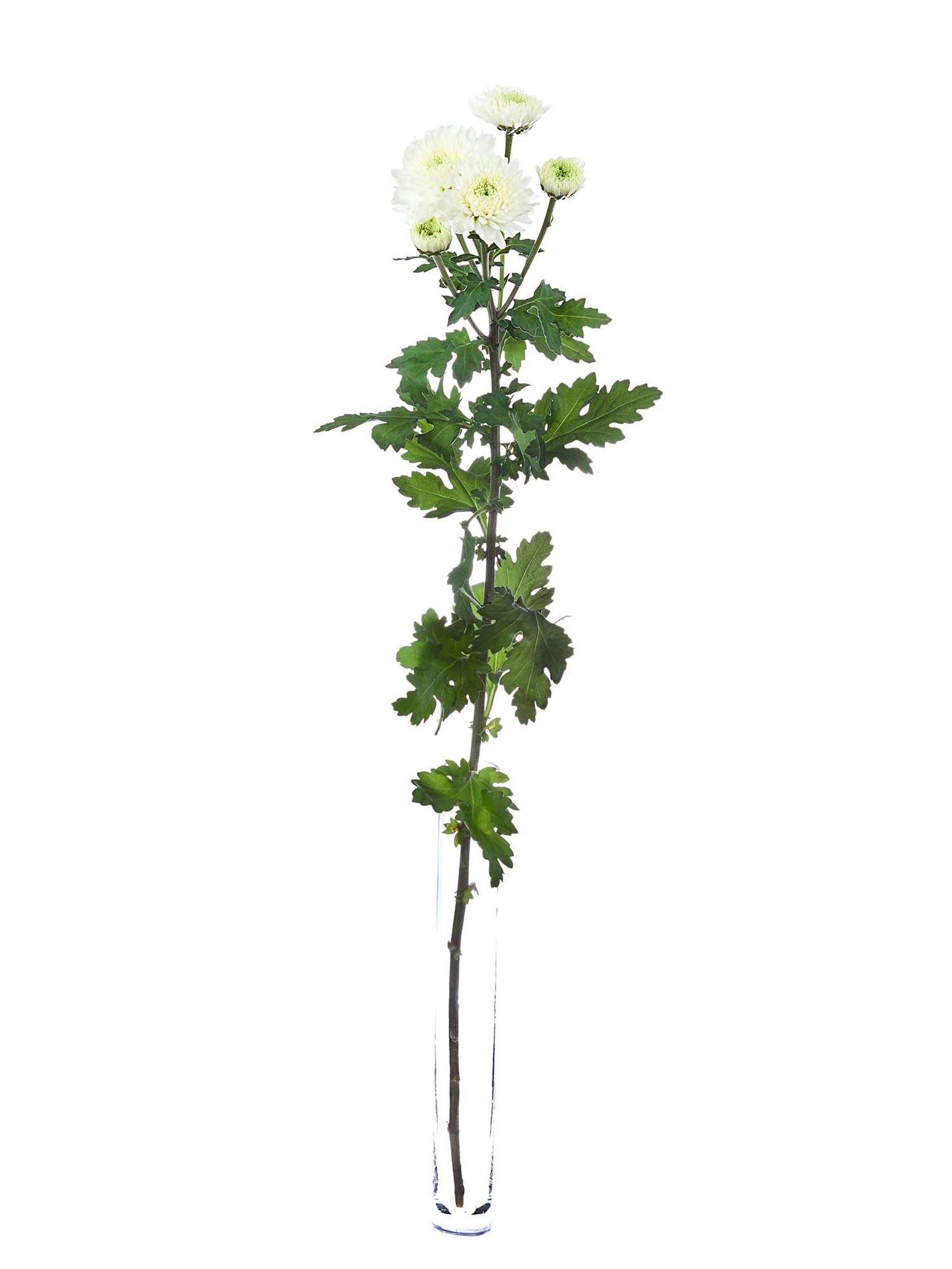 blumigo-herbstdeko-herbstastern-popcorn-wei-schnittblume image 3