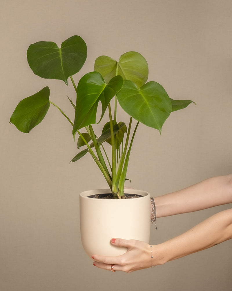 feey-variado-monstera-deliciosa-fensterblatt-ohne-bertopf image 1