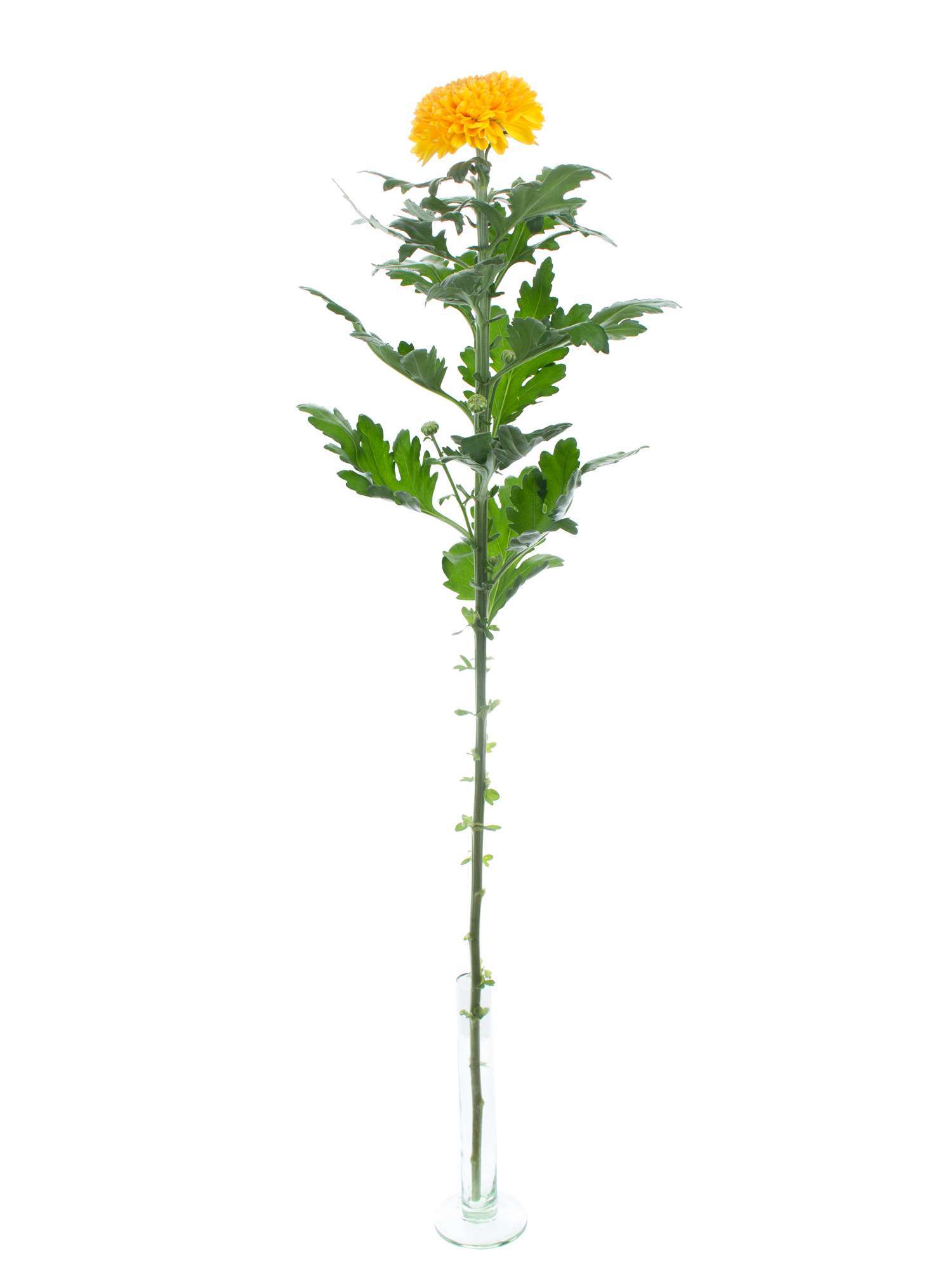 blumigo-chrysanthemen-paladov-orange-schnittblume image 3