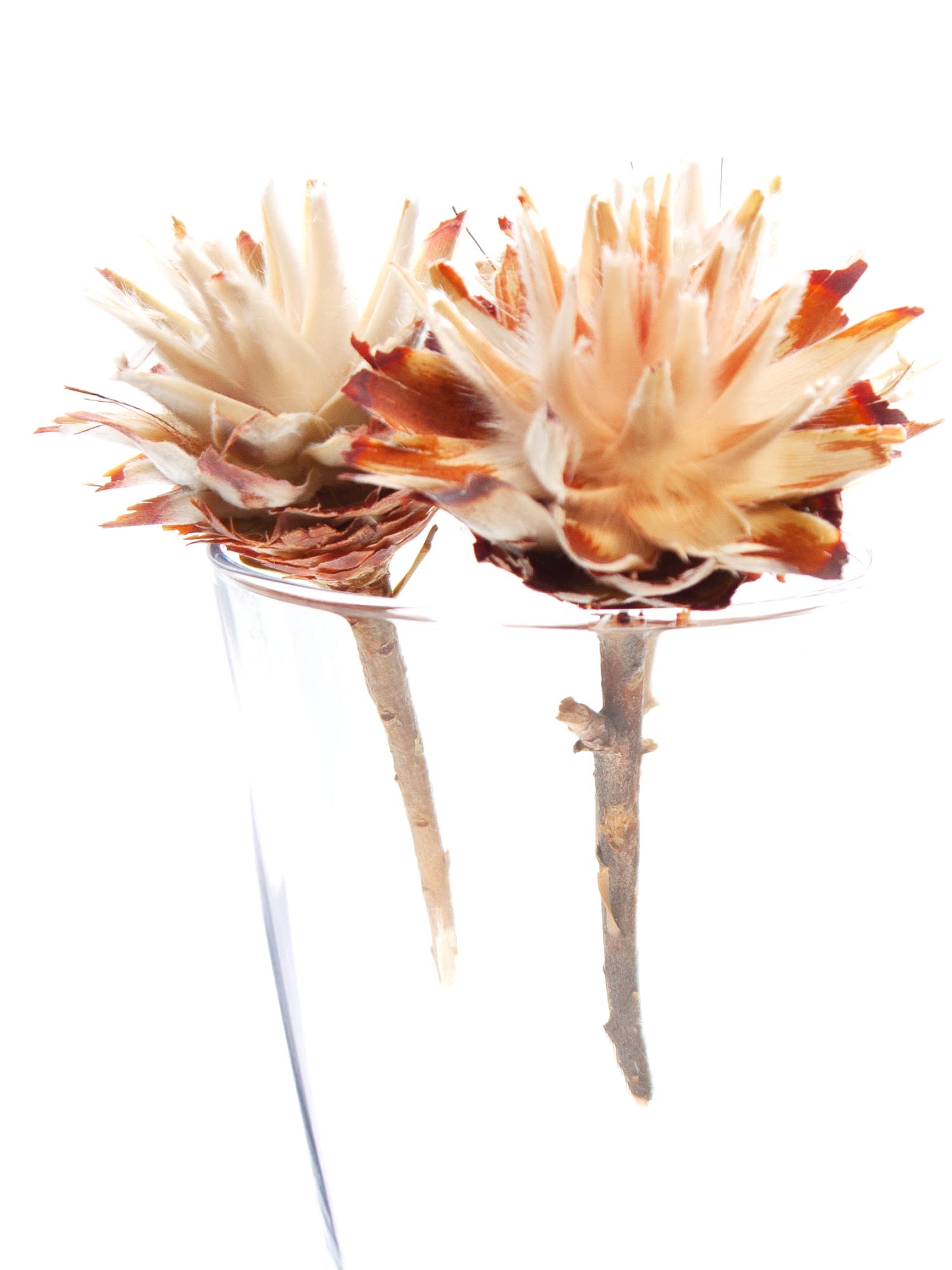 blumigo-trockenblumen-leucospermum-plumosum-creme image 5