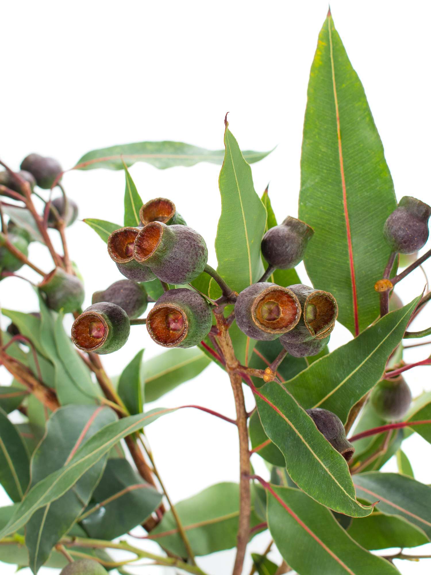 blumigo-eukalyptus-eukalyptusbeeren-robusta-gr-n-braun image 1