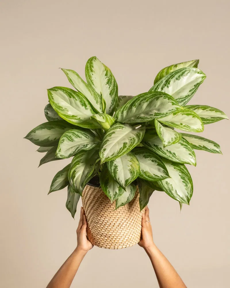 feey-variado-aglaonema-silver-bay-zimmerpflanze-gro-ohne-bertopf image 1