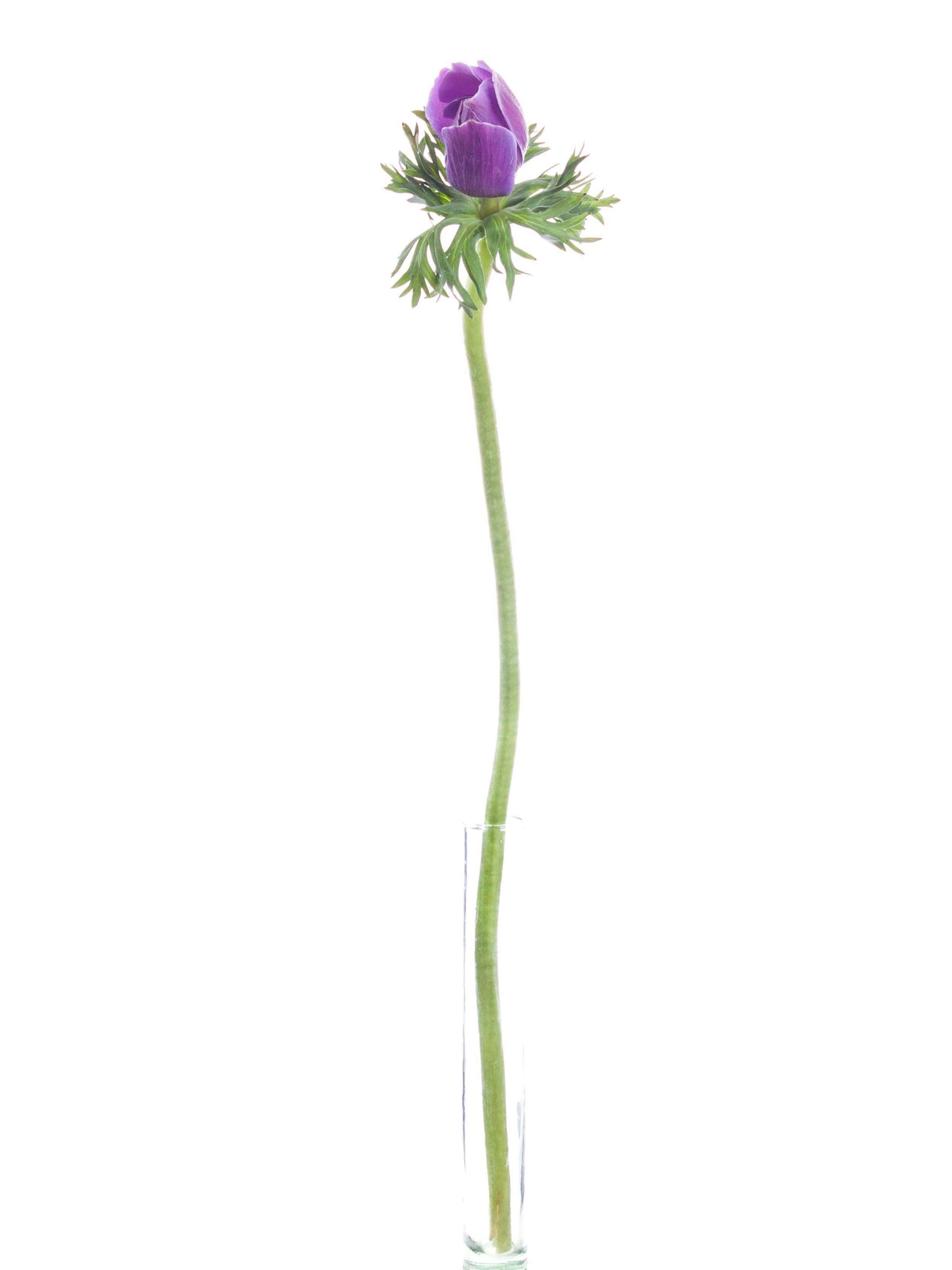 blumigo-anemonen-xl-mistral-rarity-schnittblume-violett-creme image 3