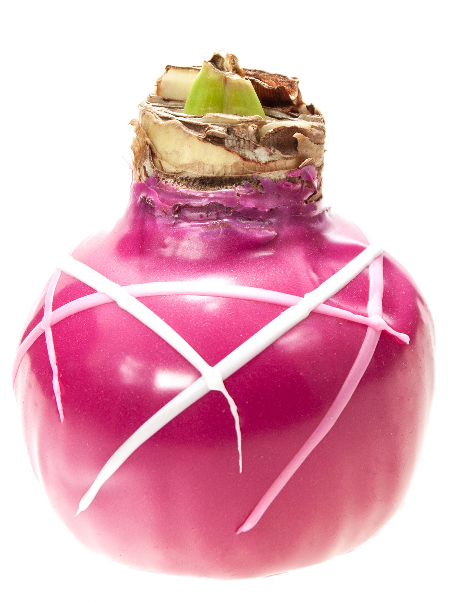 blumigo-amaryllis-gewachste-knolle-ritterstern-farbmix image 5